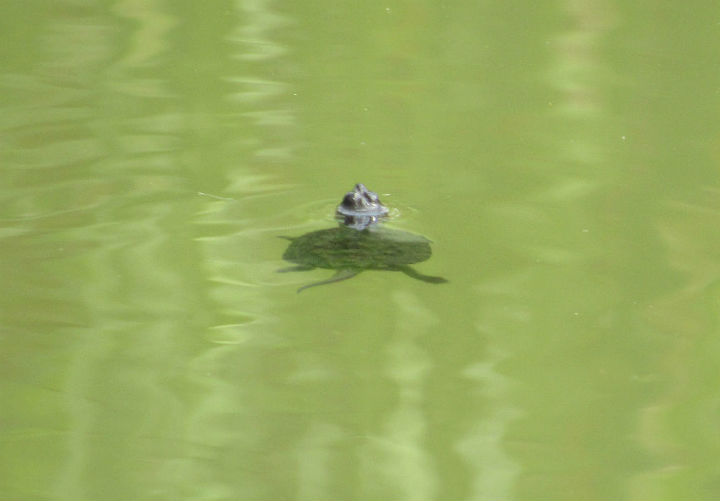 Common Snapping Turtle